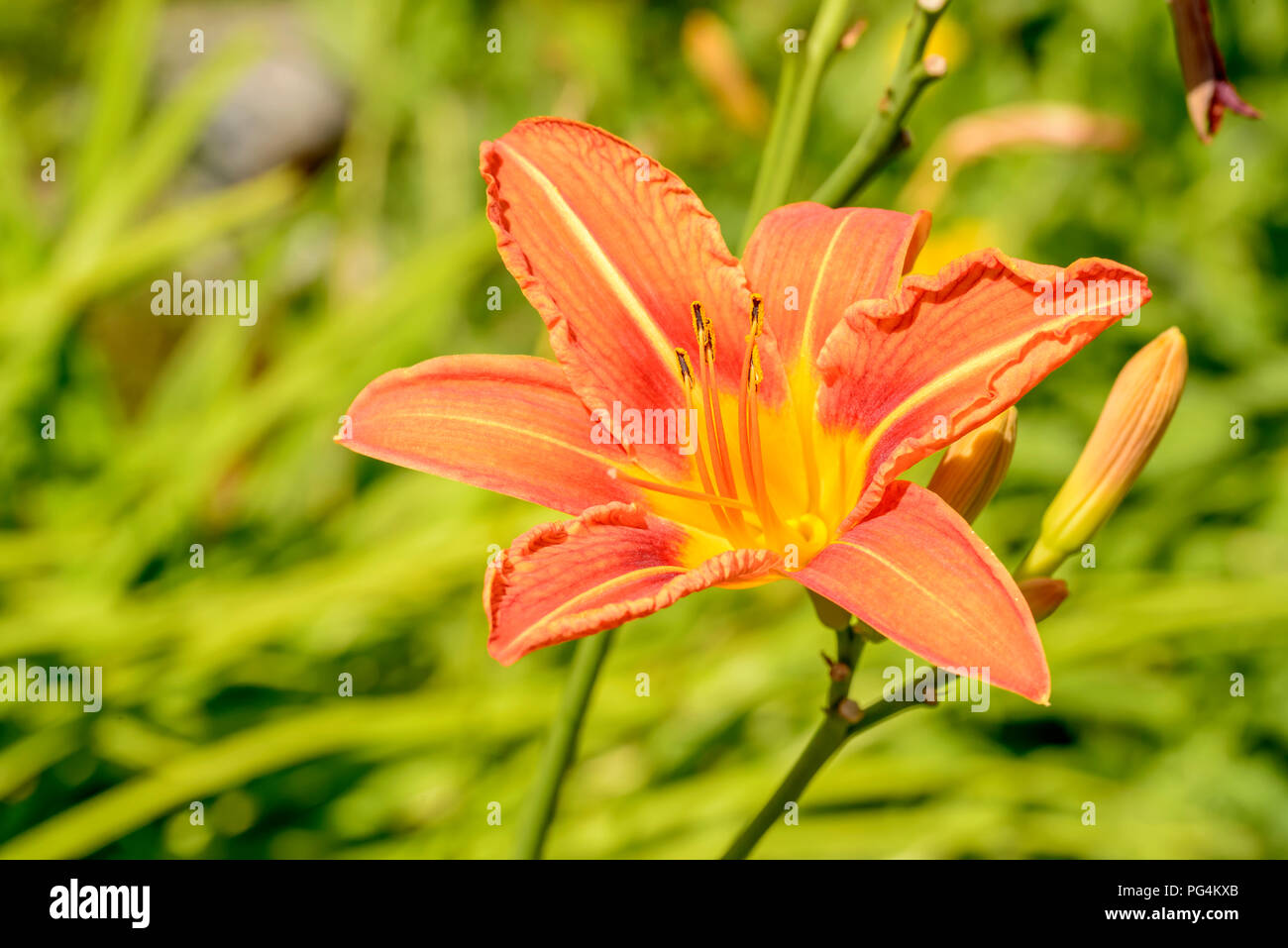 In der Nähe von orange Lilie Blume, an einem hellen Sommertag in Gressoney Saint Jean, Lys Valley, Aosta, Italien geschossen Stockfoto
