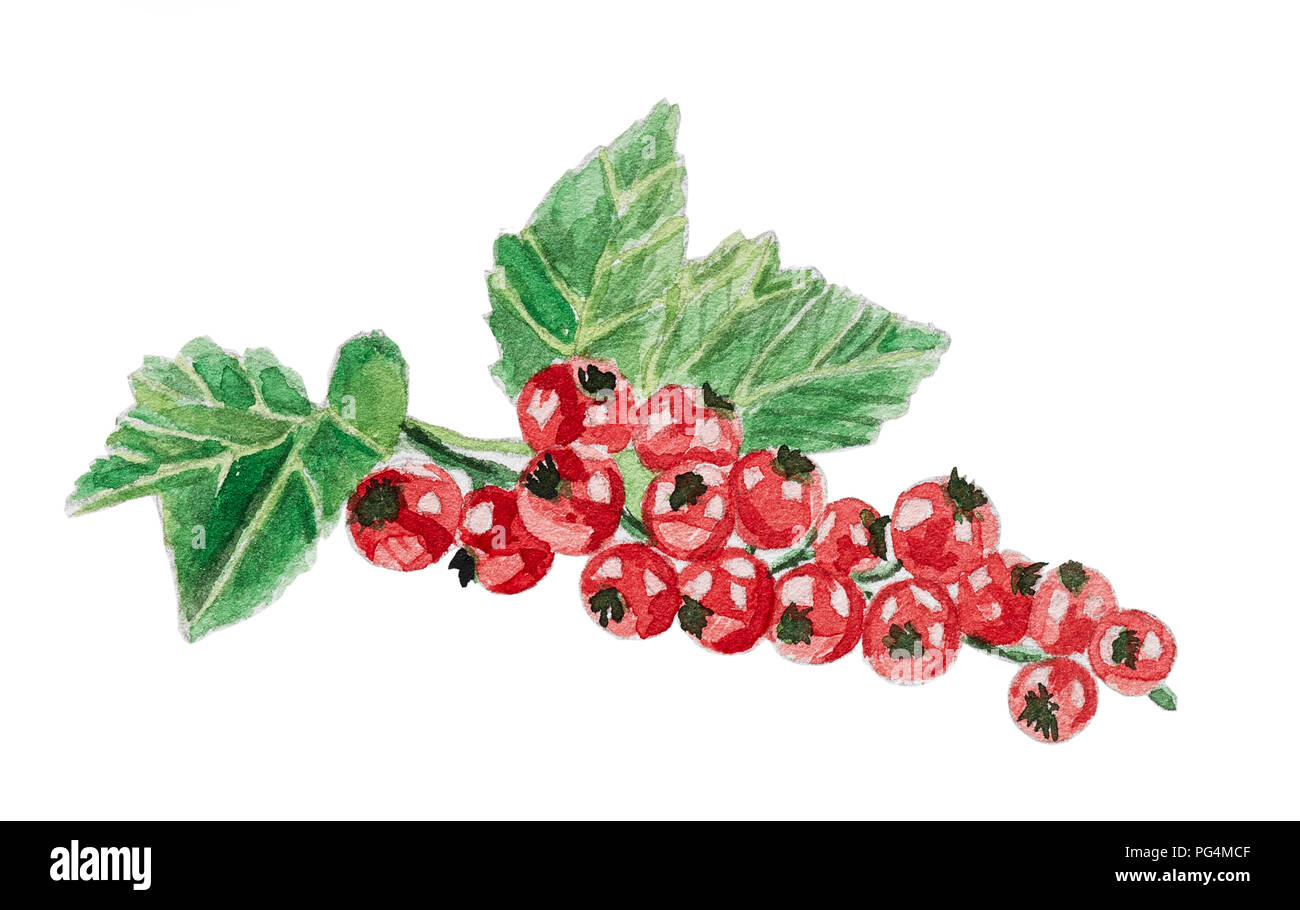 Hand gezeichnet Bündel von johannisbeeren auf weißem Hintergrund, Aquarell Abbildung ...
