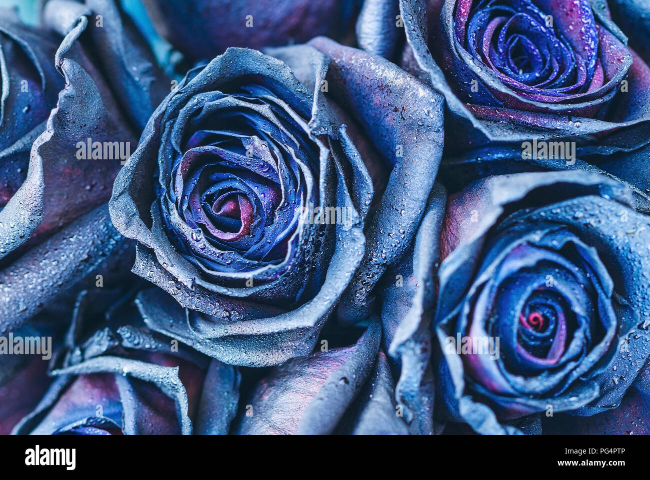 Makrofotografie Von Blue Neon Rosen Mit Regentropfen Fantasie Und Magie Selektive Konzentrieren Stockfotografie Alamy