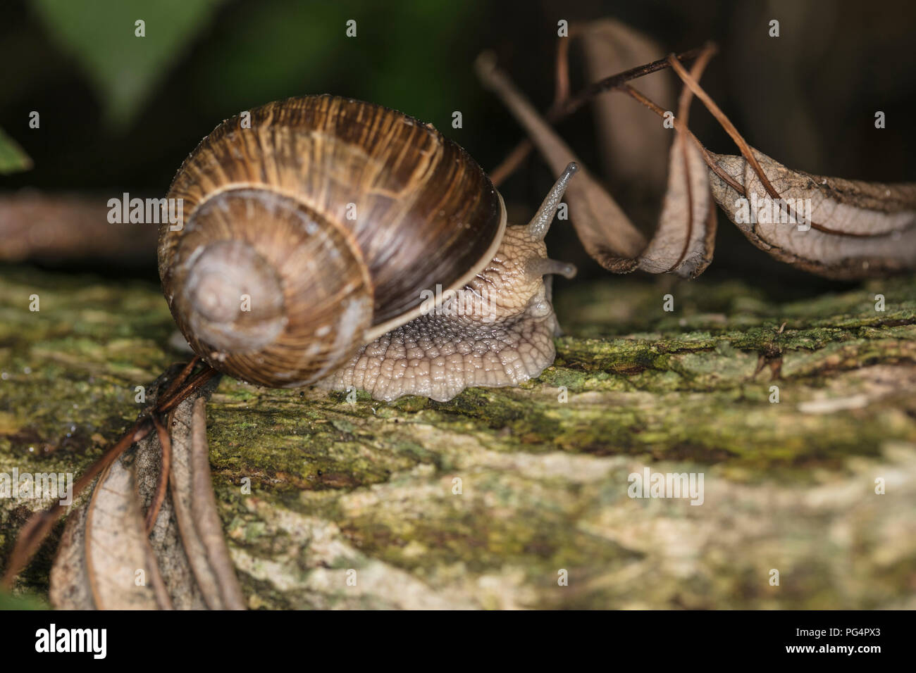 Schnecke Spaziergänge auf einem Baum, bedeckt mit Moos Stockfoto