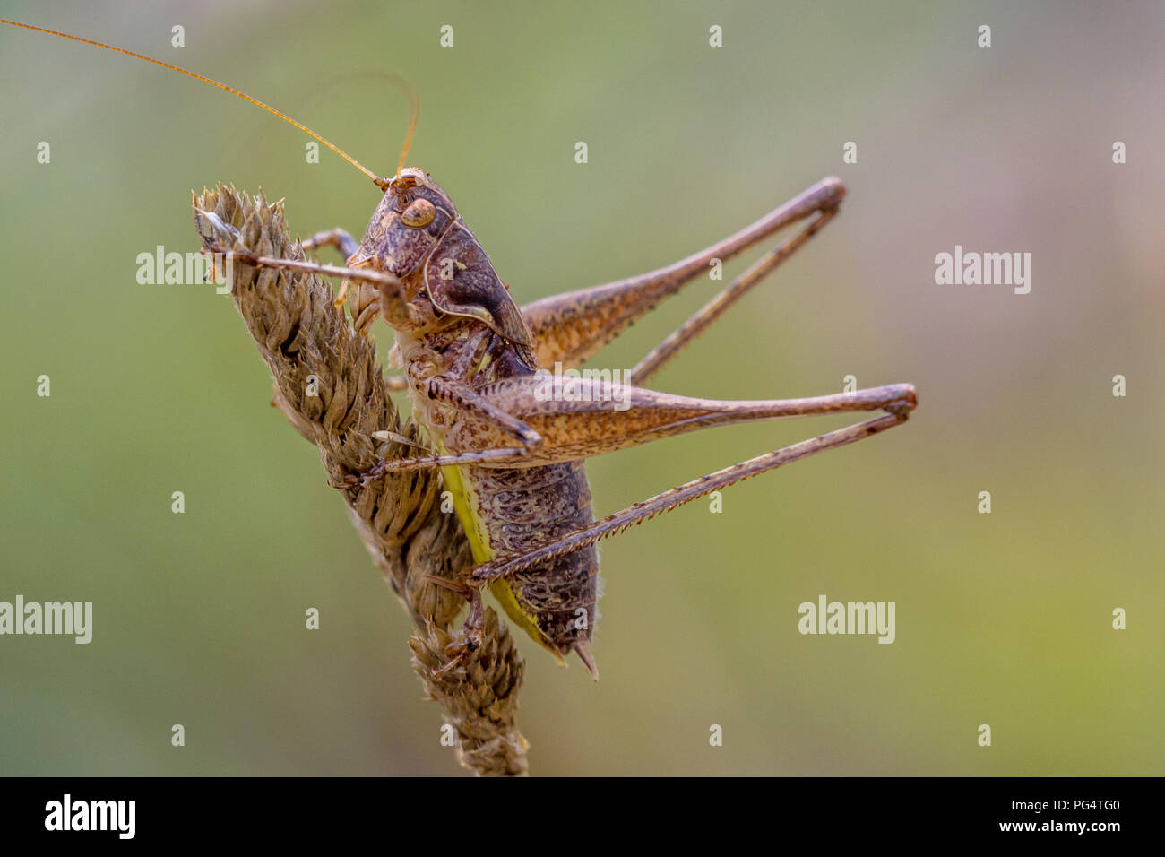 Dunkle Bush - Kricket (Pholidoptera griseoaptera) ist ein flugunfähiger Arten von Bush - Kricket Stockfoto