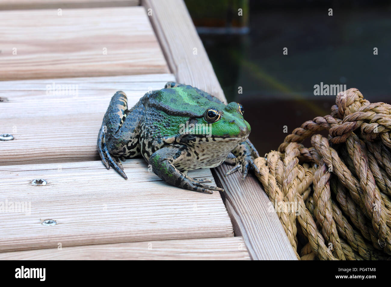 Perez Frog's. Close Up Profil Porträt einer wunderschönen Iberischen Green Frog, Auch Bekannt Als iberischen Wasser Frosch oder Coruna Frosch (Pelophylax Perezi) Stockfoto