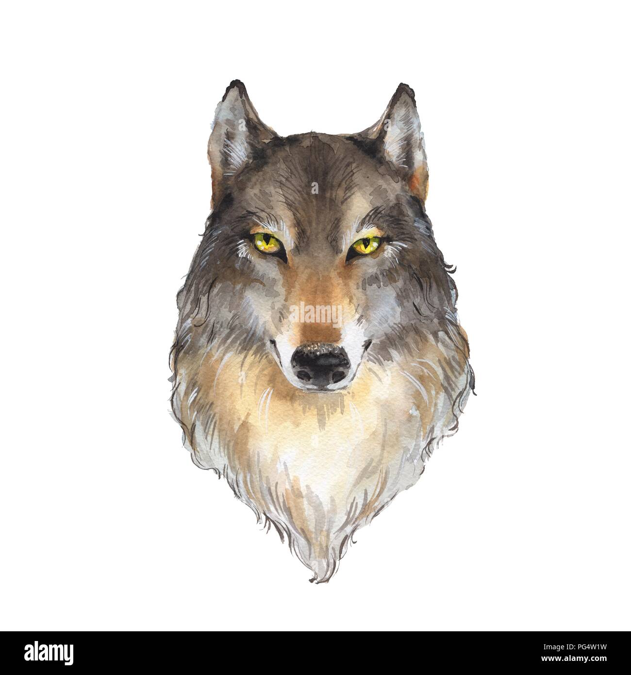 Wolf isoliert auf weißem Hintergrund. Aquarell Tierkopf Stockfoto