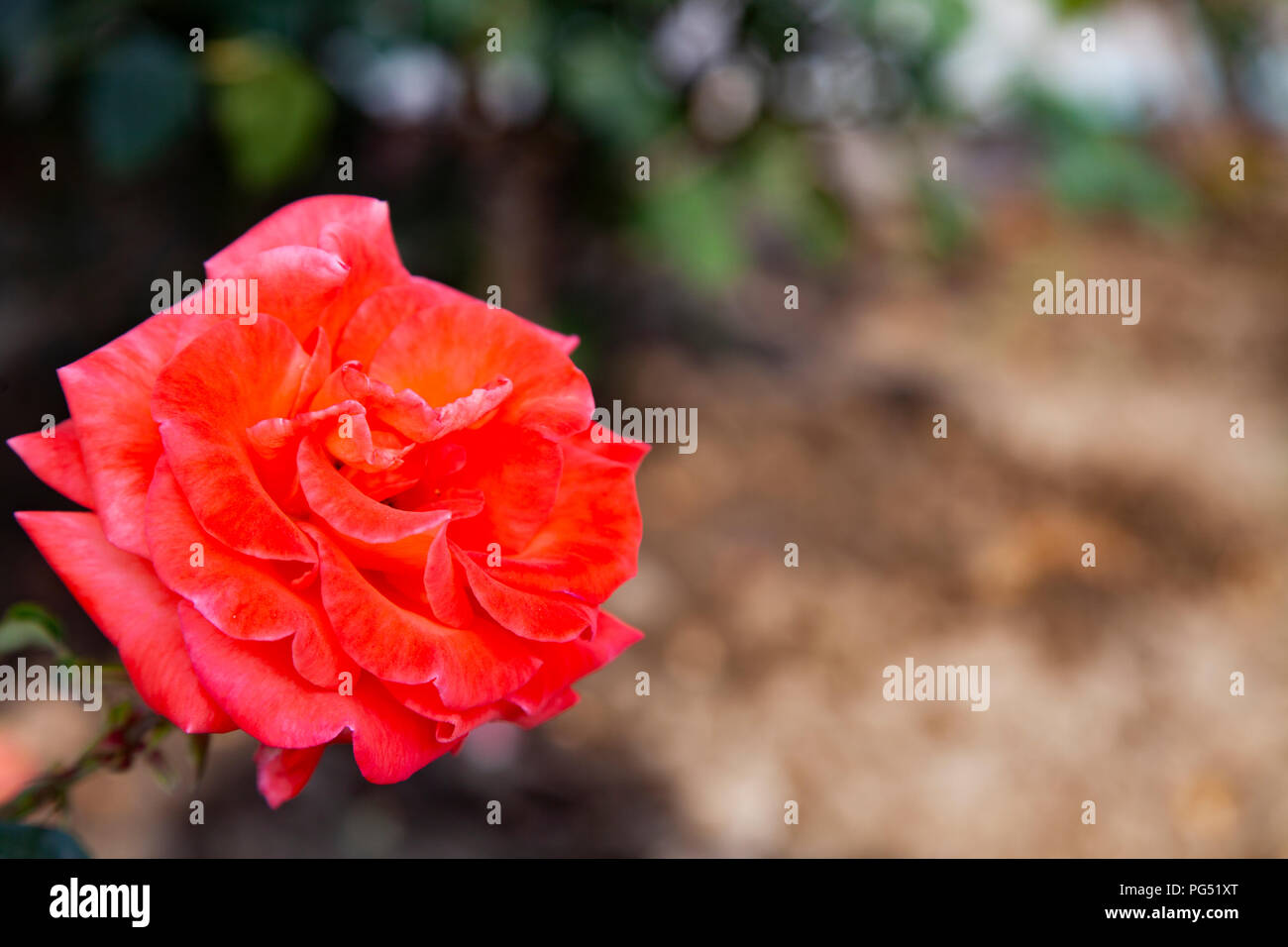 Schöne rote Rose blüht im Garten im Sommer Stockfoto