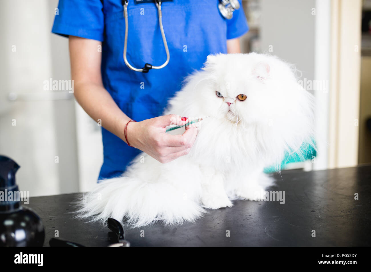 Schönen weißen odd-eyed Persischen Katze beim Tierarzt. Stockfoto
