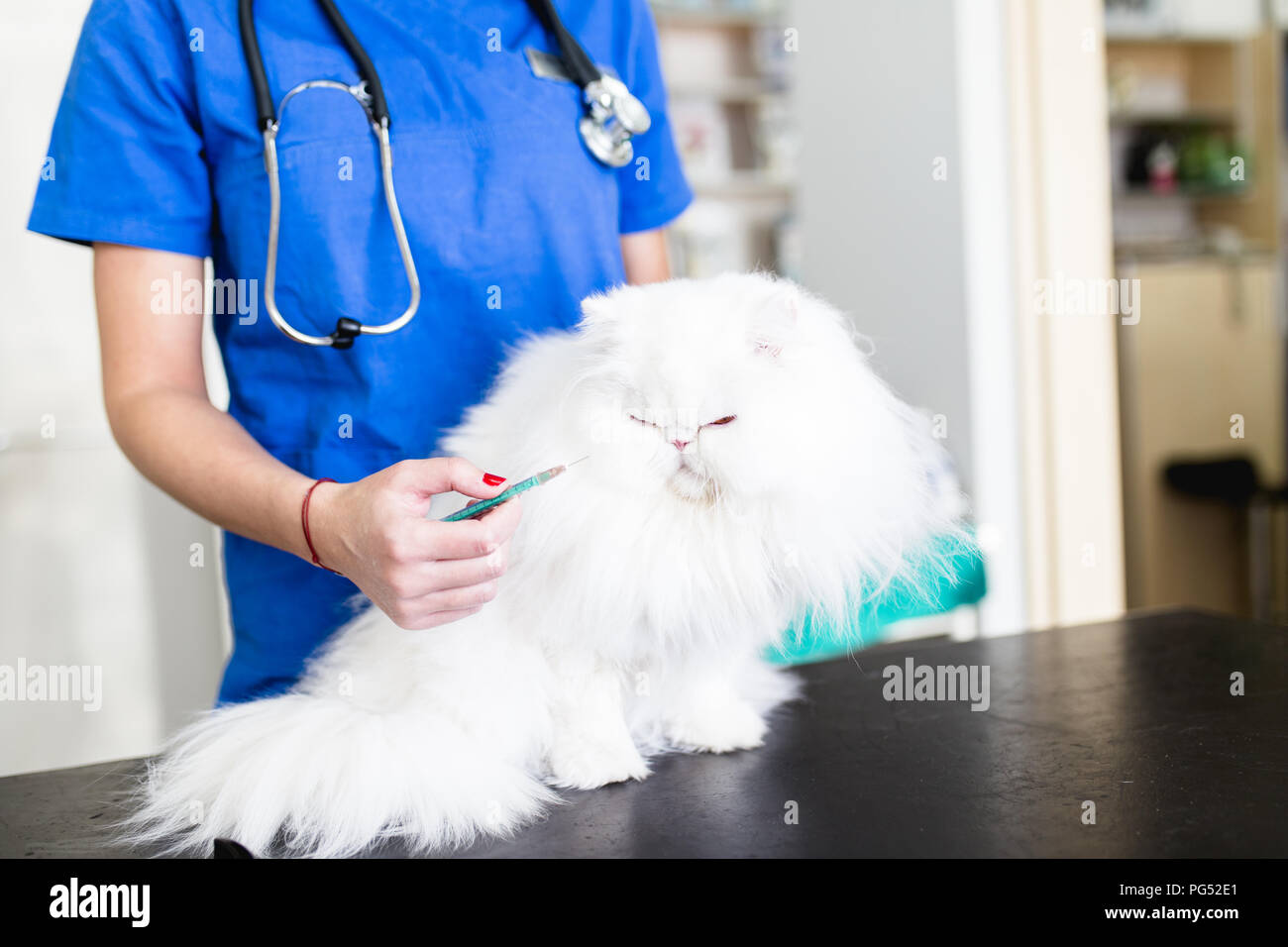 Schönen weißen odd-eyed Persischen Katze beim Tierarzt. Stockfoto