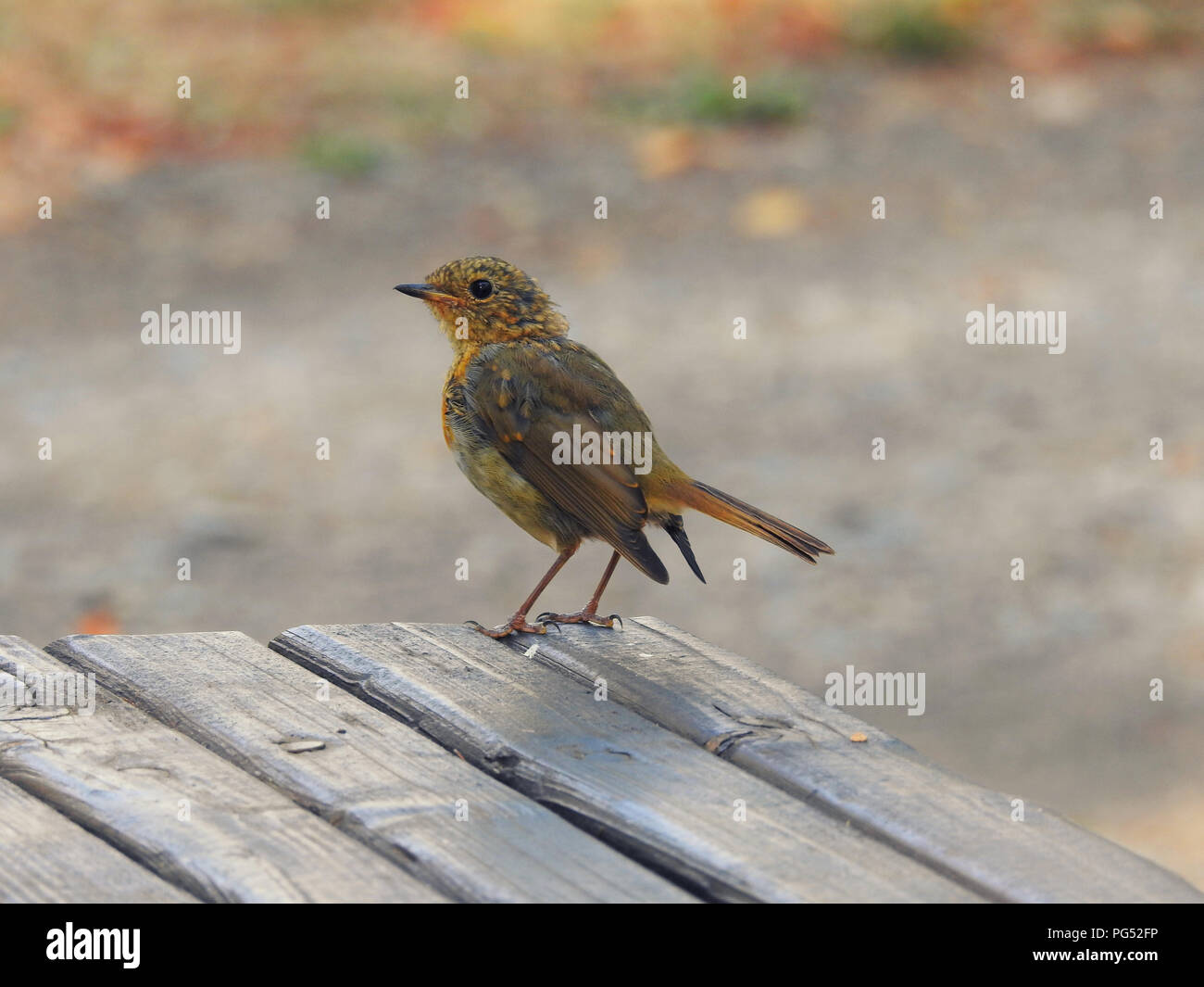 Kleines süßes Vogel in der Natur Stockfoto