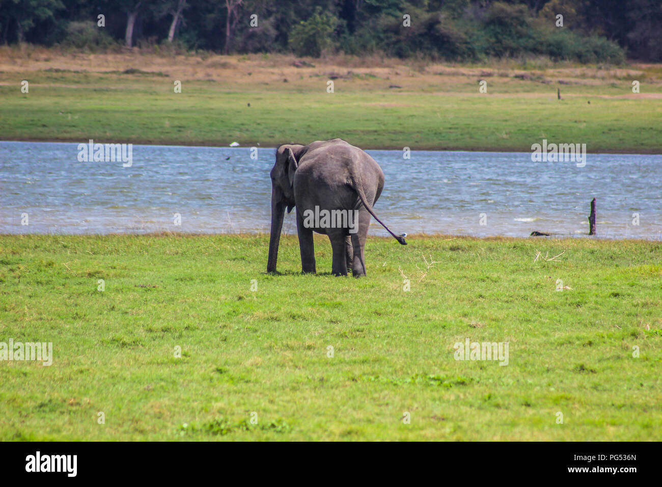 Indische Elefanten - Sri Lanka - kaudulla National Park Stockfoto