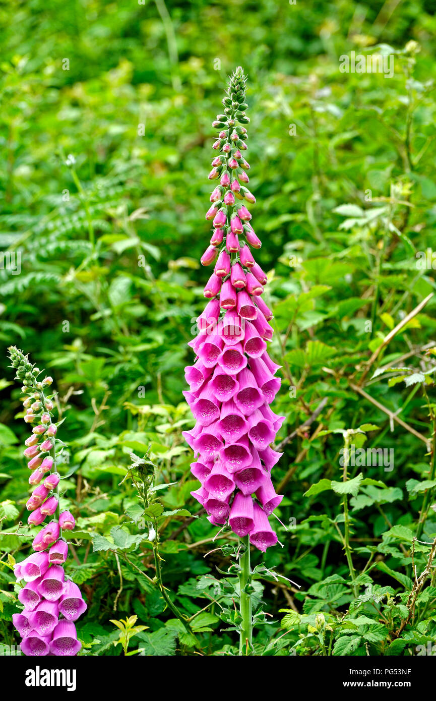 Fingerhut wilde Blume Stockfoto