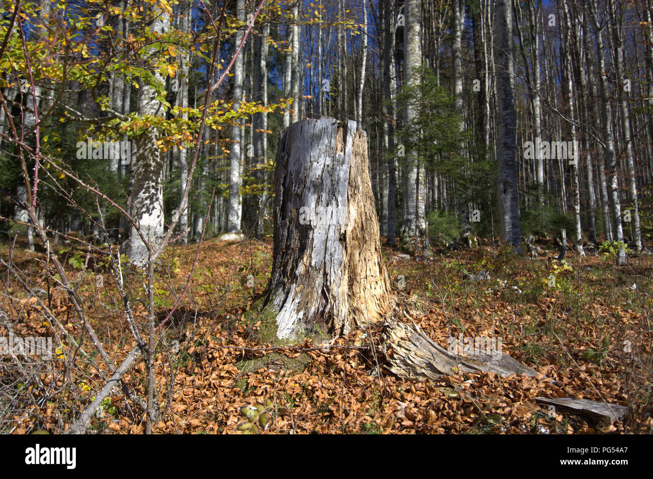 Einen schönen und farbenfrohen Herbst Stockfoto