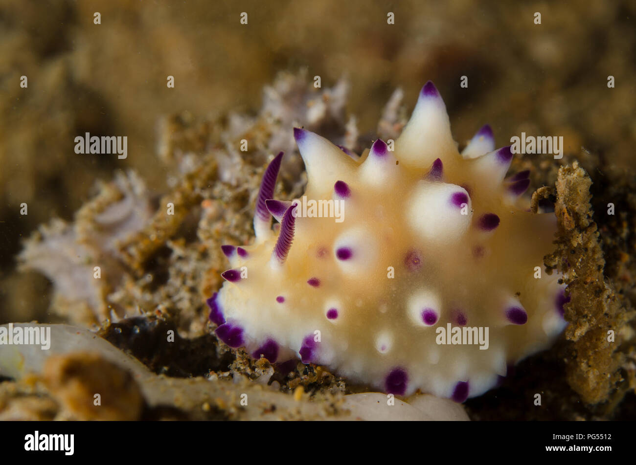 Holprige Glossodoris Sea Slug, Glossodoris multituberculata, Chromodoridae, Anilao, Batangas, Philippinen, philippinische Meer, Pazifischer Ozean, Asien Stockfoto