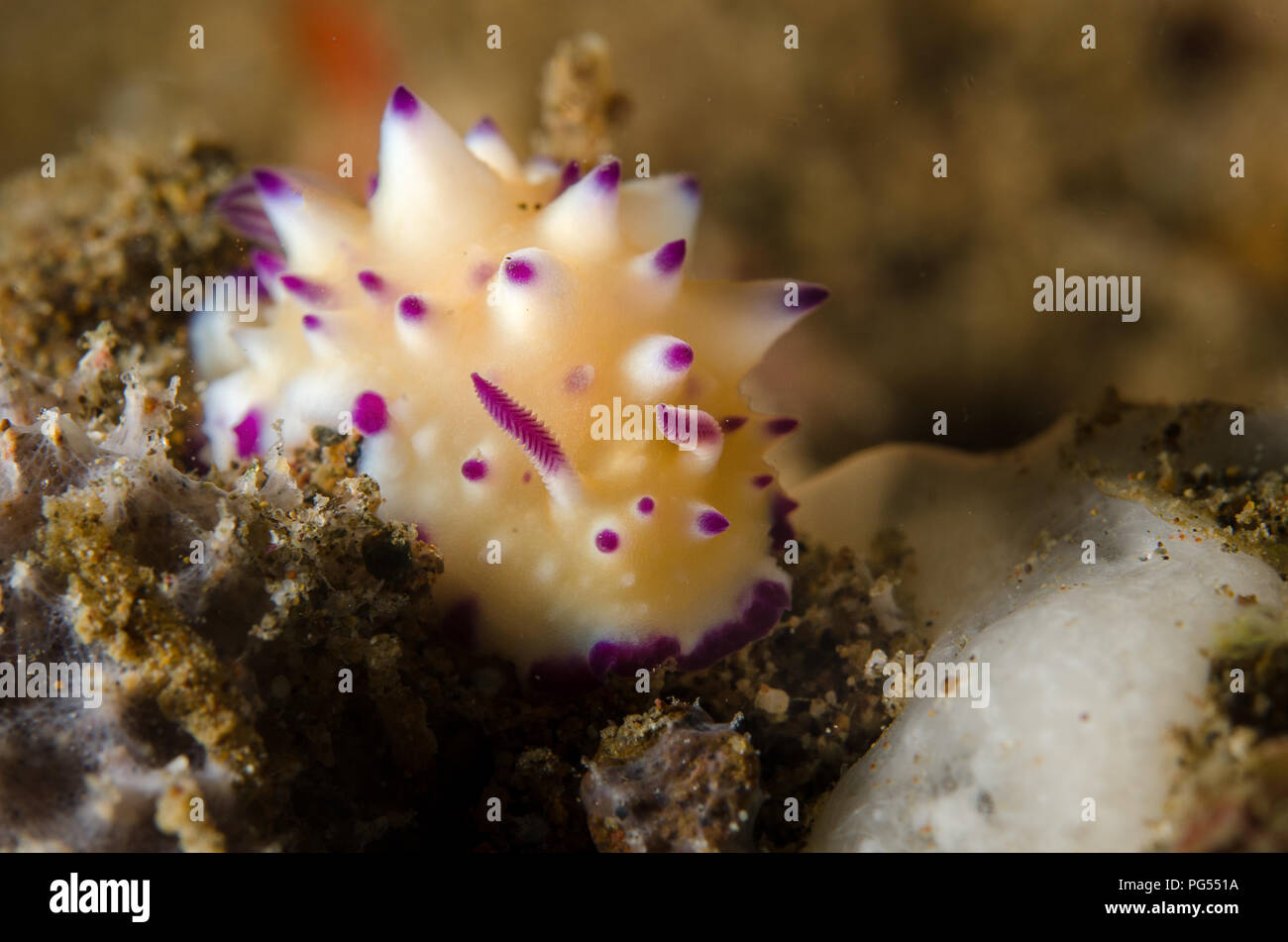 Holprige Glossodoris Sea Slug, Glossodoris multituberculata, Chromodoridae, Anilao, Batangas, Philippinen, philippinische Meer, Pazifischer Ozean, Asien Stockfoto