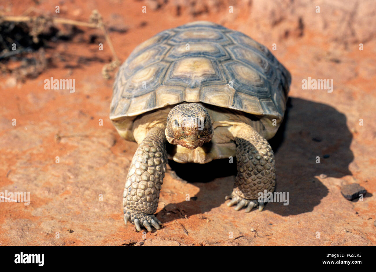 Wüstenschildkröte (Gopherus Agassizii) am Roten Felsen Wüste finden in SW Utah Stockfoto