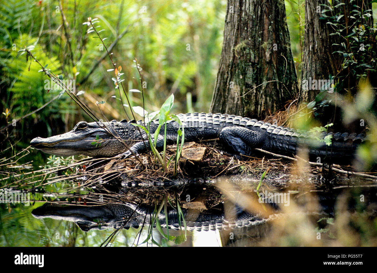 American alligator (Alligator mississippiensis) im Okefenokee Swamp in Georgien Stockfoto