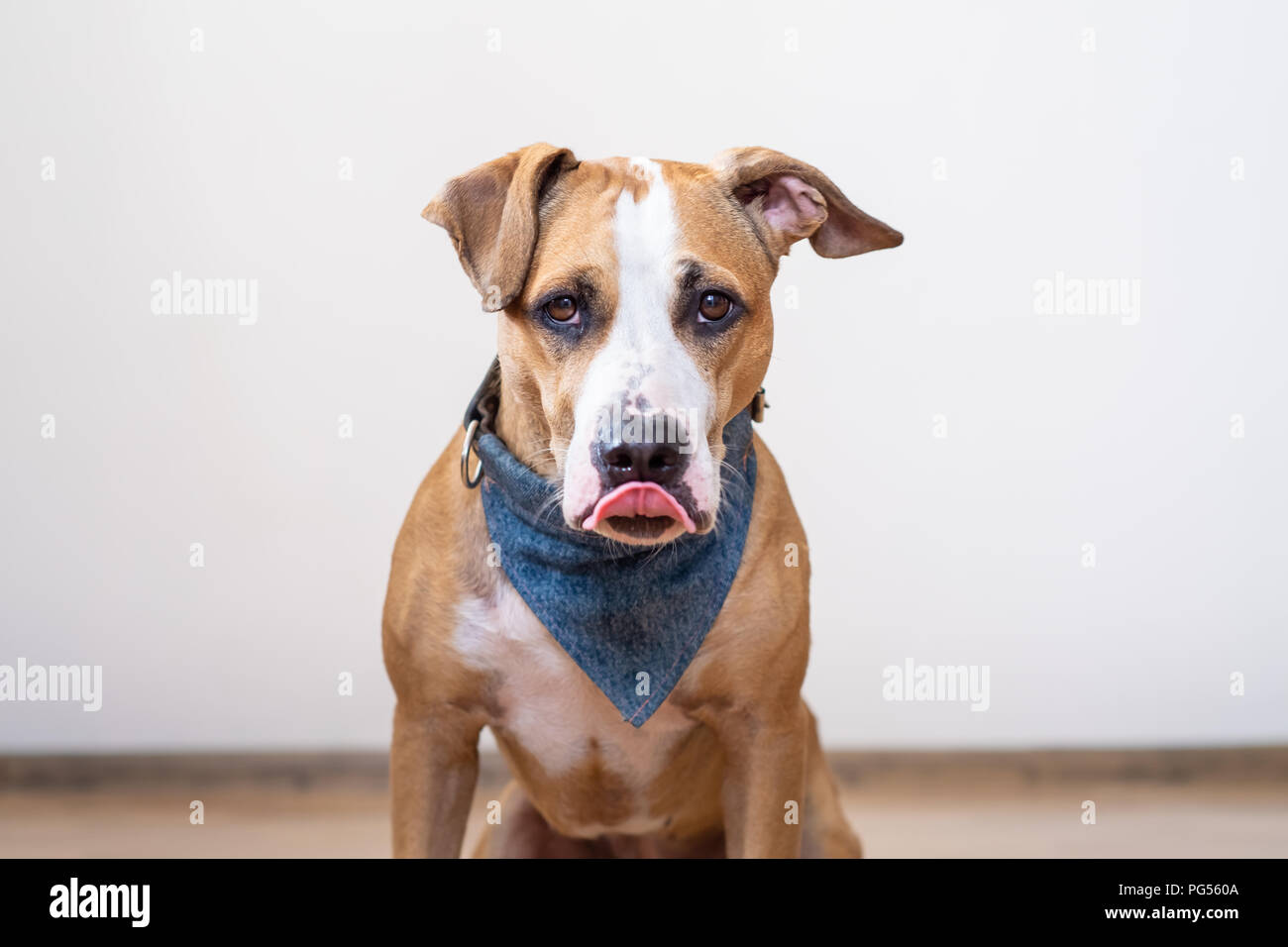 Hungrig Hund leckt seine Lippen. Cute Staffordshire Terrier Welpen in einem leeren Raum warte für Essen sitzen Stockfoto