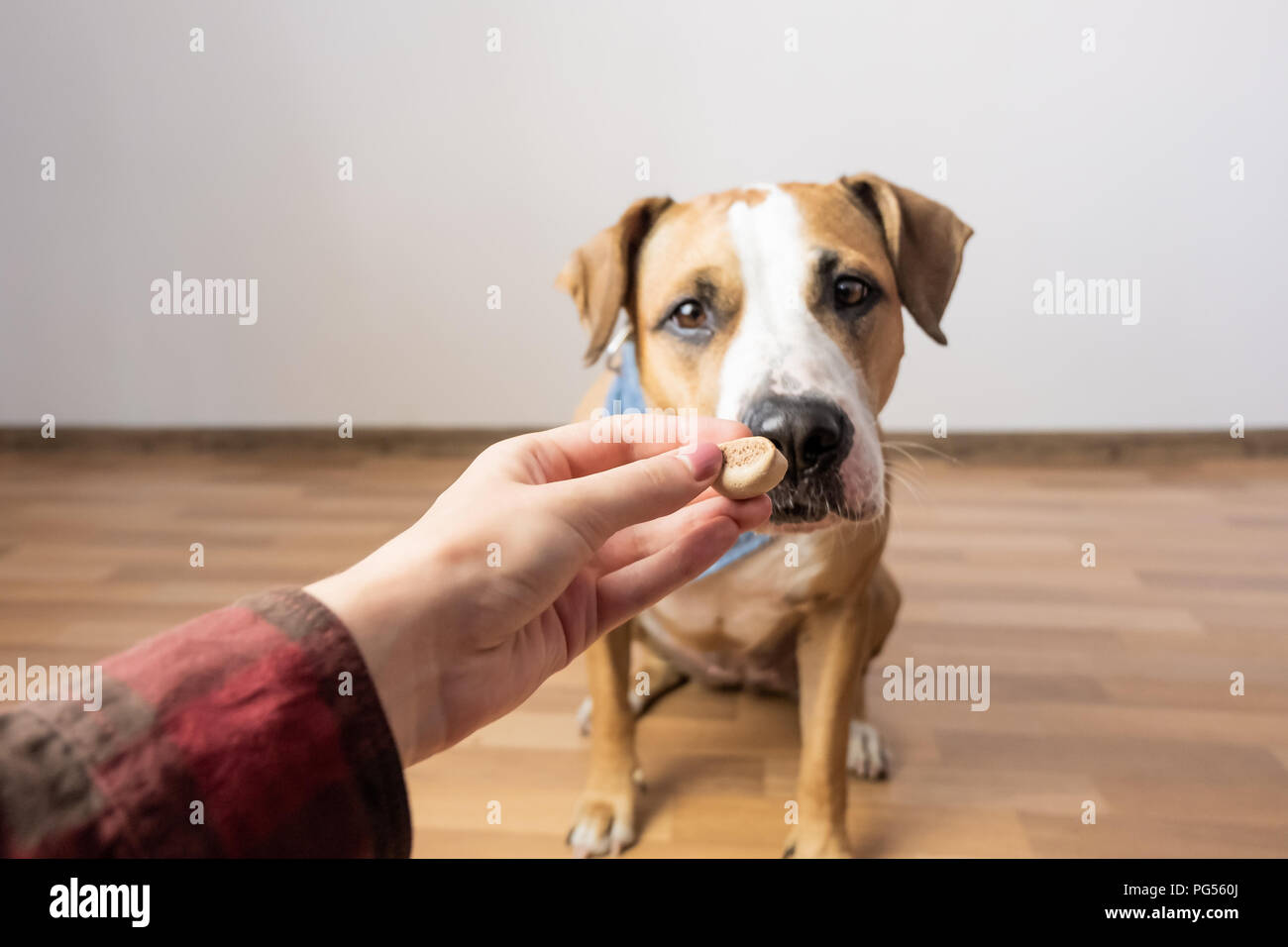 Intelligente hund Nahrung von Menschen ausgebildet. Eigentümer gibt verwöhnen mit einem Staffordshire Terrier Welpen im Innenbereich Stockfoto