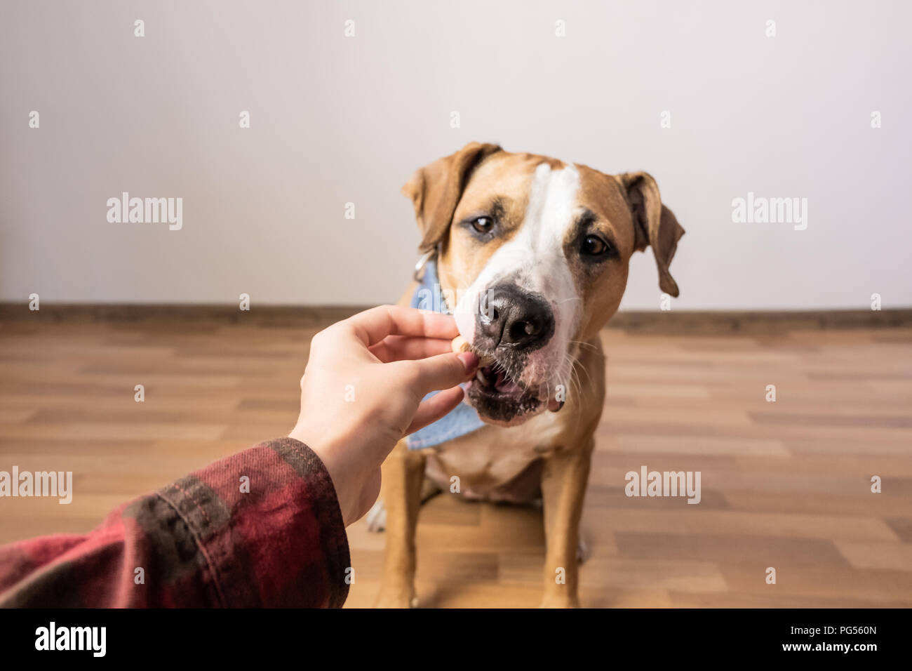 Intelligente hund Nahrung von Menschen ausgebildet. Eigentümer gibt verwöhnen mit einem Staffordshire Terrier Welpen im Innenbereich Stockfoto