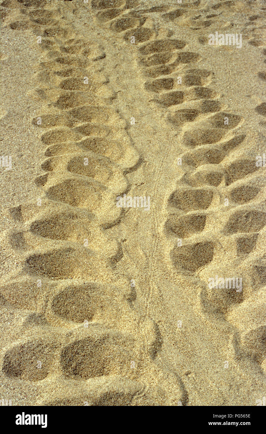 Die Unechte Karettschildkröte (Caretta caretta) Spuren im Sand, LACEPEDE INSELN, WESTERN AUSTRALIA. Stockfoto