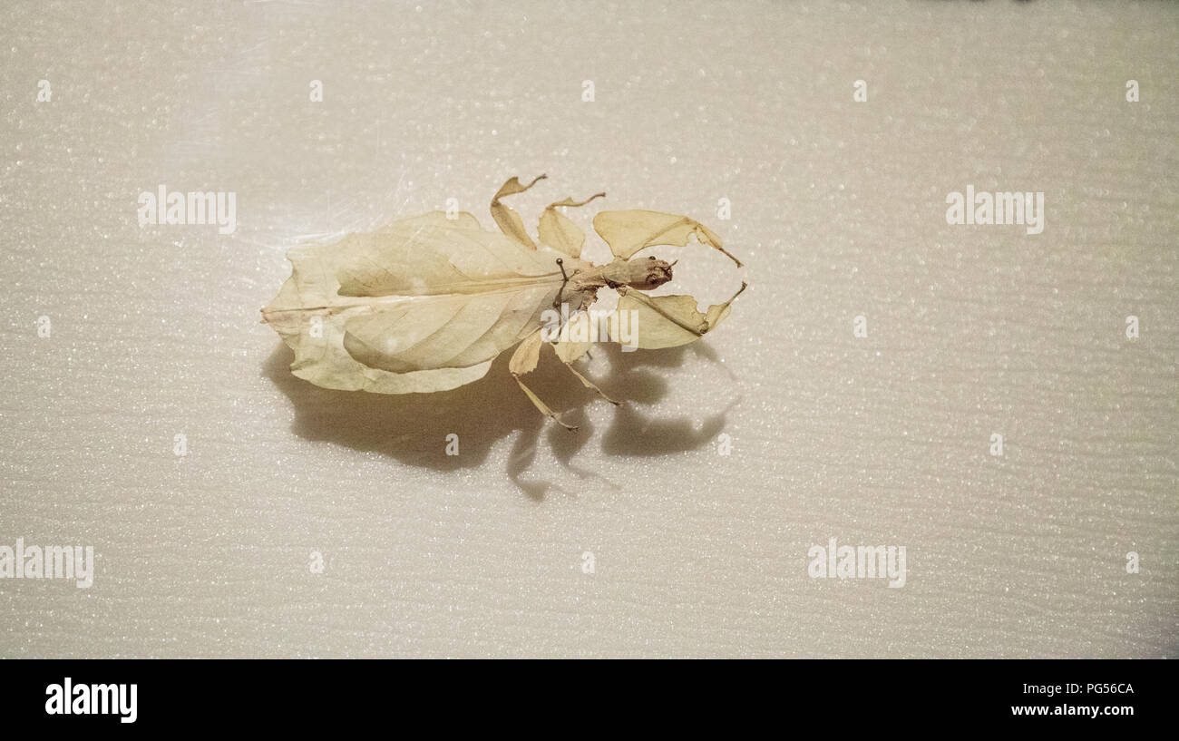 Riesige malaysischen Blatt insekt Phyllium giganteum harmonisch in grüner Umgebung zu überleben. Stockfoto