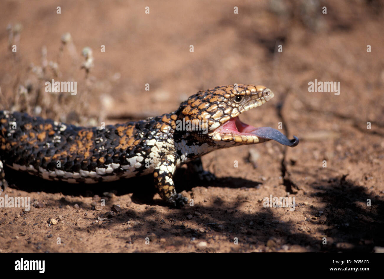 (SHINGLEBACK SKINK Tiliqua rugosa) GOLDFIELDS, WESTERN AUSTRALIA Stockfoto