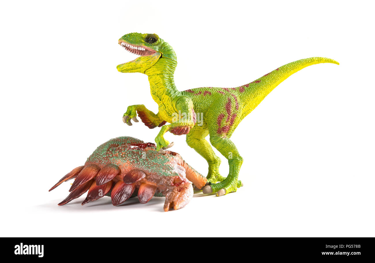Velociraptor mit einem stegosaurus Körper in der Nähe auf weißem Hintergrund Stockfoto