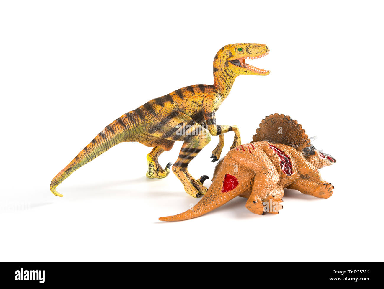 Velociraptor mit einem triceratops Körper in der Nähe auf weißem Hintergrund Stockfoto