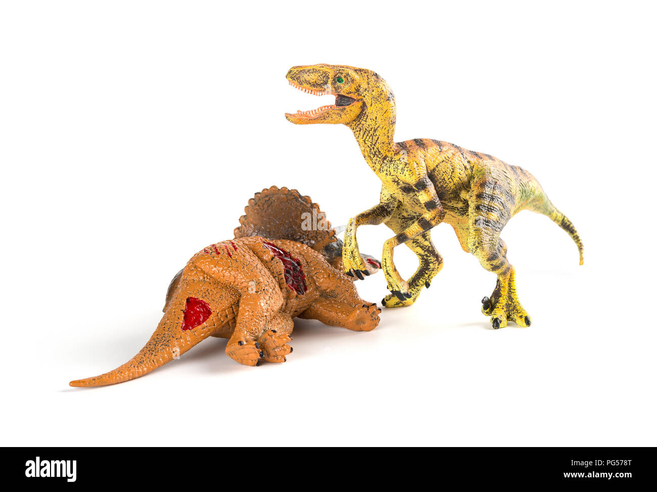 Velociraptor mit einem triceratops Körper in der Nähe auf weißem Hintergrund Stockfoto