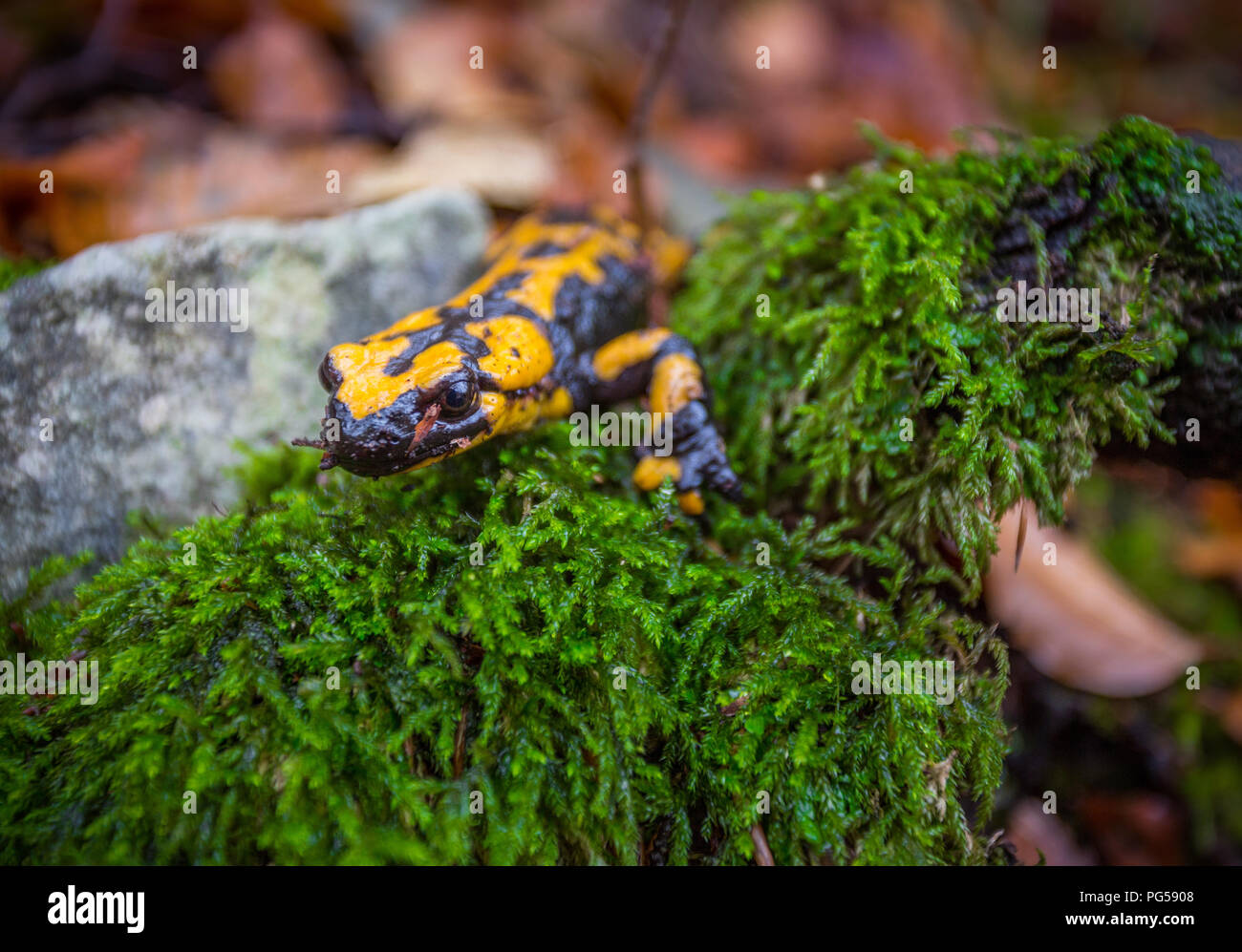 Salamandra salamandra Gigliolii im Regen, Majella National Park. Abruzzen Stockfoto