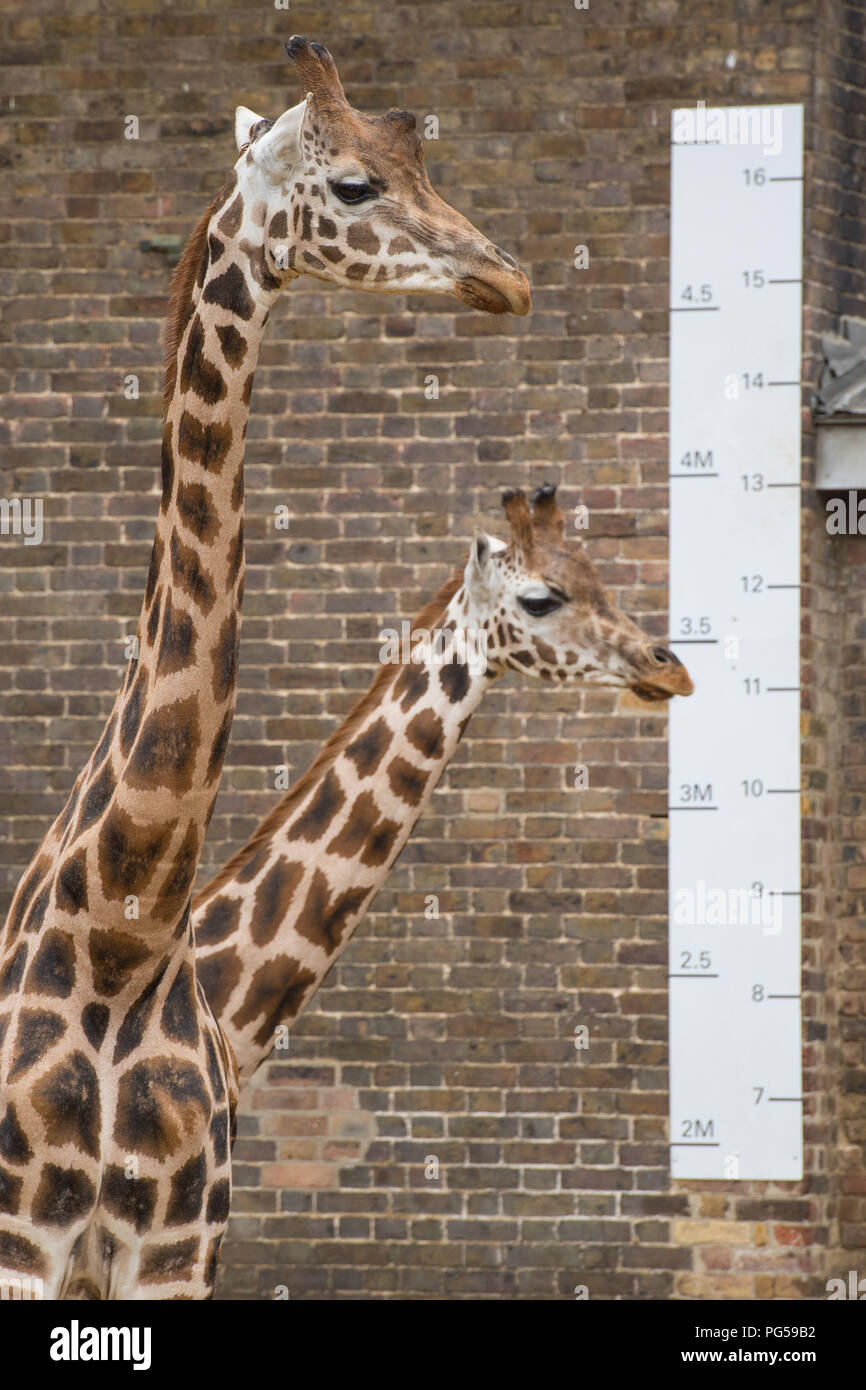 Giraffen stehen neben einem Lineal während der jährlichen Weigh-in im ZSL London Zoo. Stockfoto