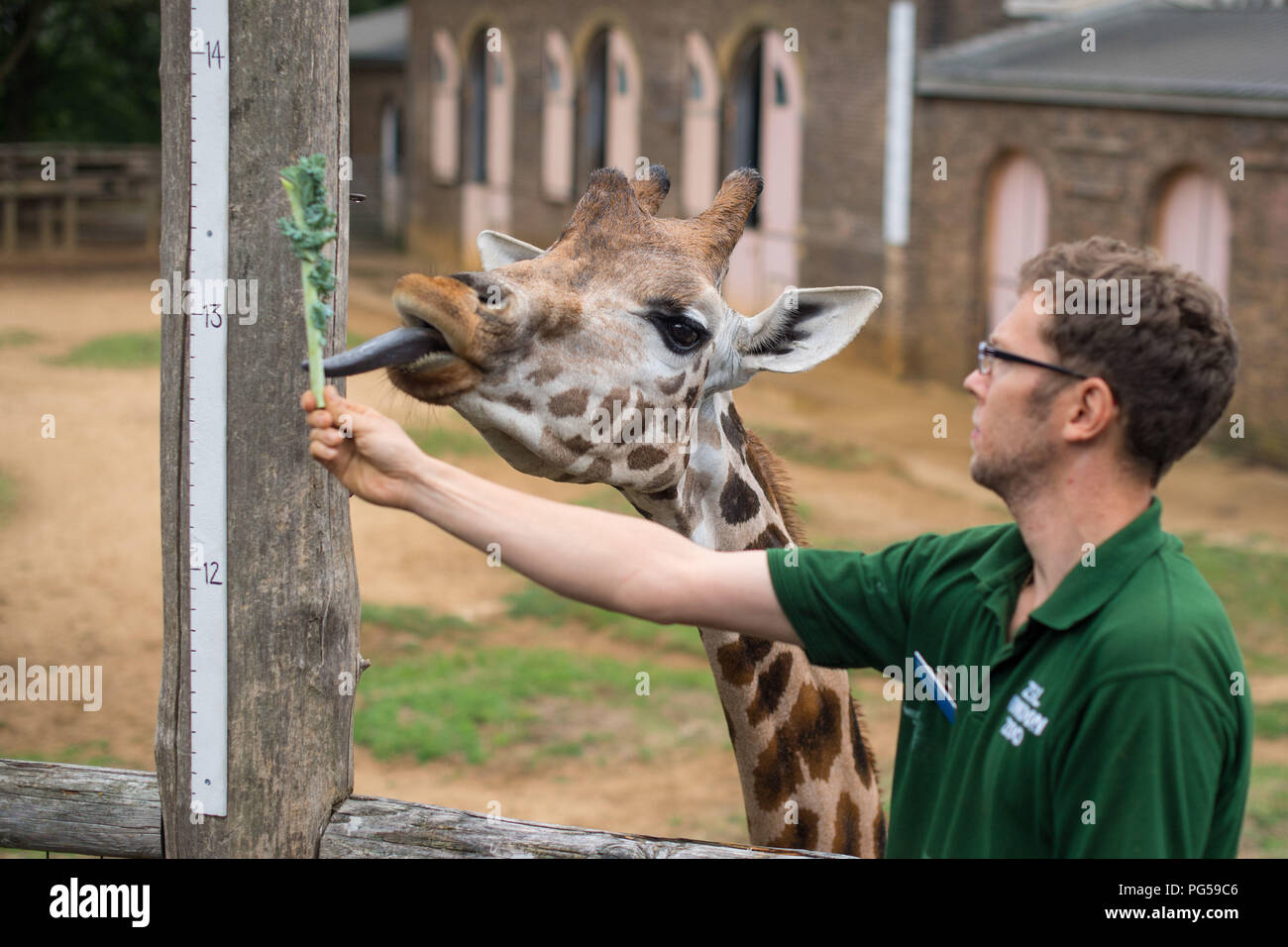 Ein Tierpfleger Maßnahmen eine Giraffe neben einem Herrscher während des jährlichen Weigh-in im ZSL London Zoo. Stockfoto