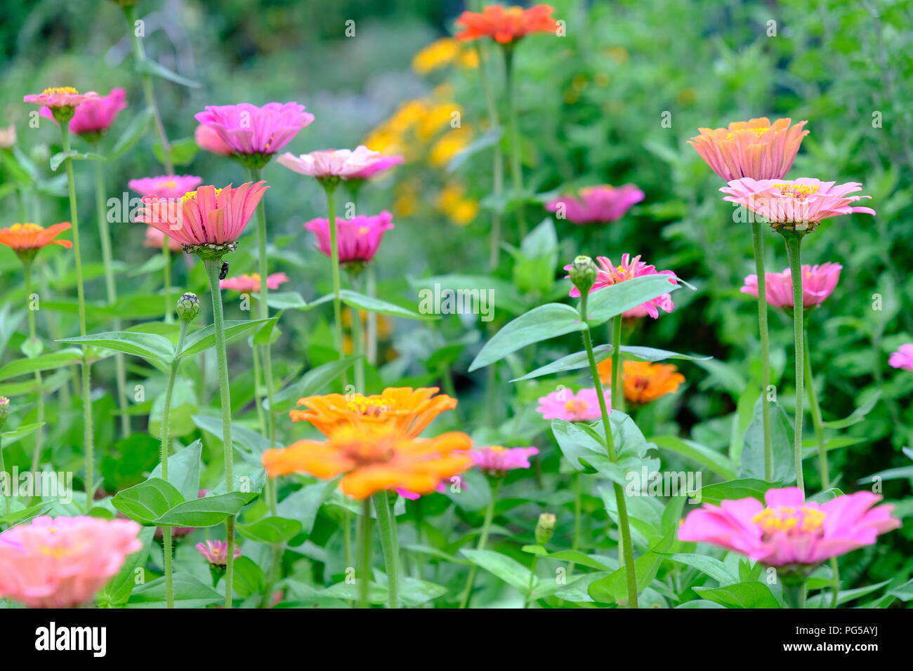 Ein bunter Blumen Szene. Rosa und Orange Blumen durch ein grünes Laub umgeben. Awesome abstrakte Landschaft Stockfoto