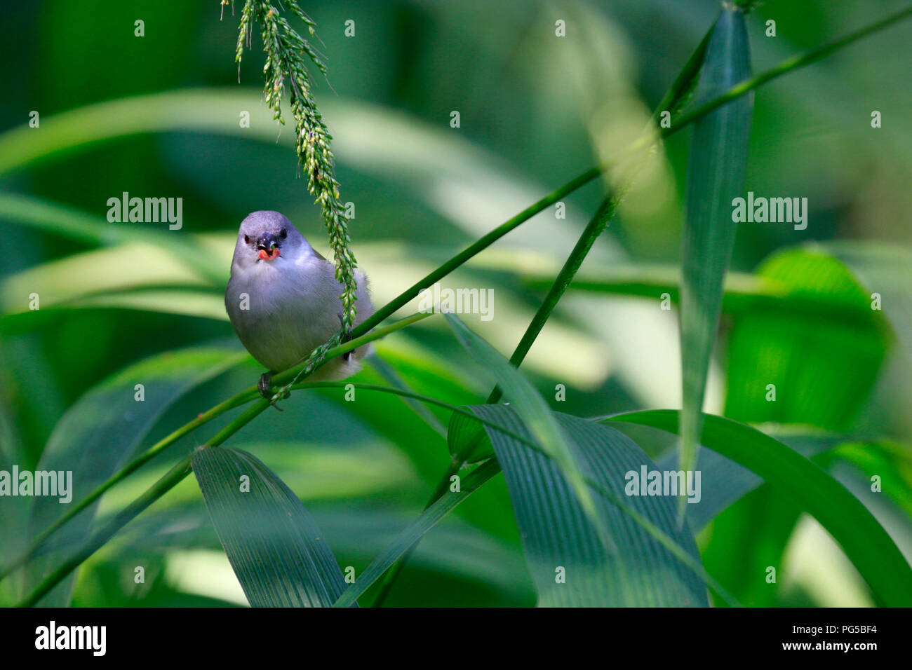 Ein swee waxbill (Coccopygia melanotis) im West Coast National Park Langebaan, Südafrika. Stockfoto
