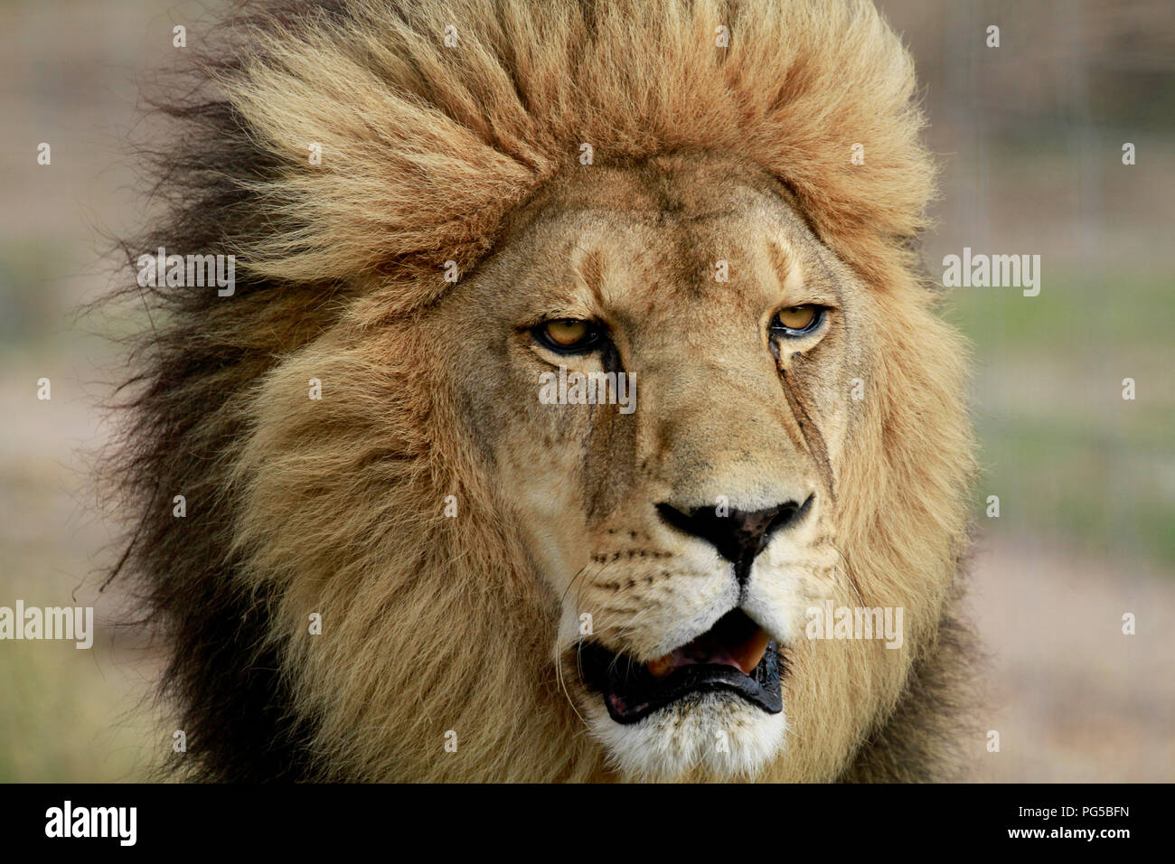Männliche Löwe (Panthera leo) im Drakenstein Lion Park, Klapmuts, Südafrika. Stockfoto