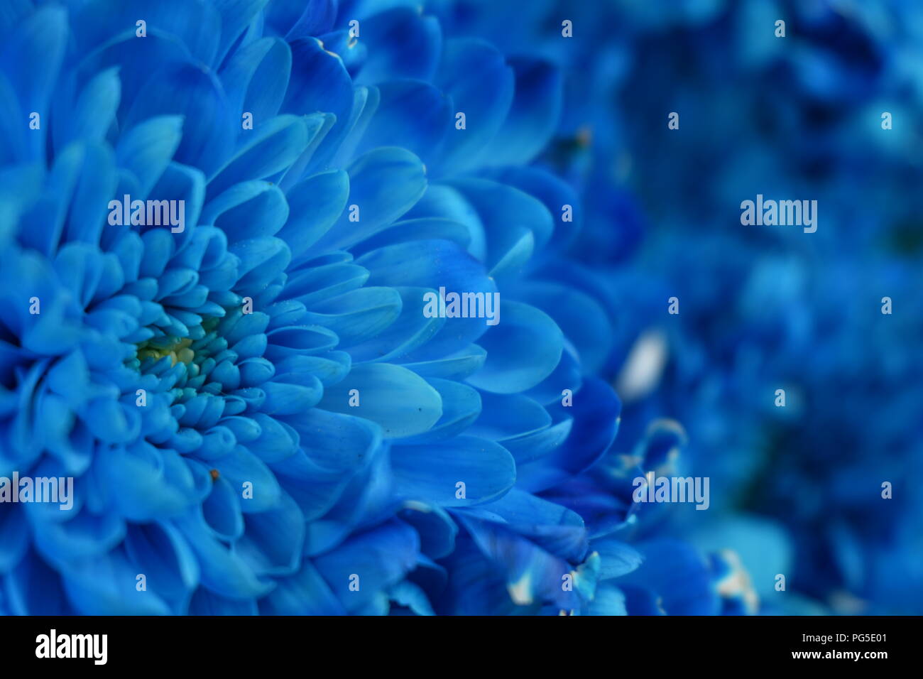 Die Schönheit der Chrysantheme. Ist wirklich eine schöne Blume mit seinem Licht blaue Farbe und die Art und Weise, wie sie blüht wirklich meine Augen erfassen. Stockfoto