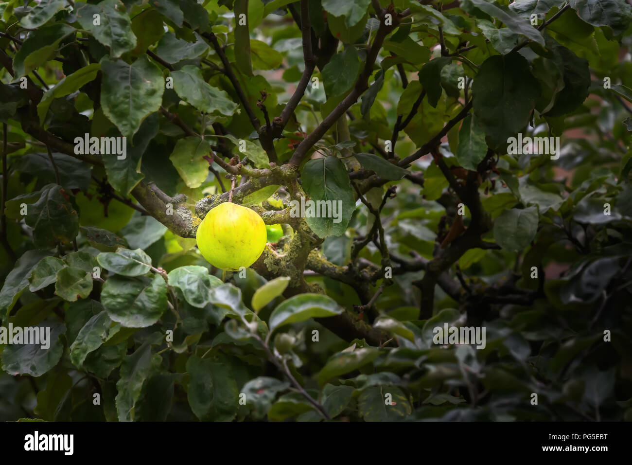 Einen reifen Apfel, aus der Frucht Baum fallen (angeblich von einem Baum im Garten des Isaac Newton's Home zu übertragen wurden) am Trinity College, Cam Stockfoto