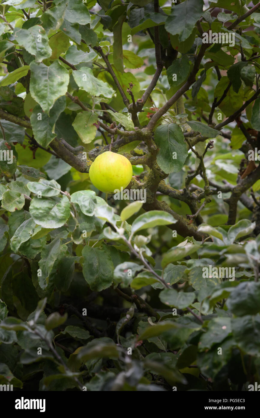 Einen reifen Apfel, aus der Frucht Baum fallen (angeblich von einem Baum im Garten des Isaac Newton's Home zu übertragen wurden) am Trinity College, Cam Stockfoto