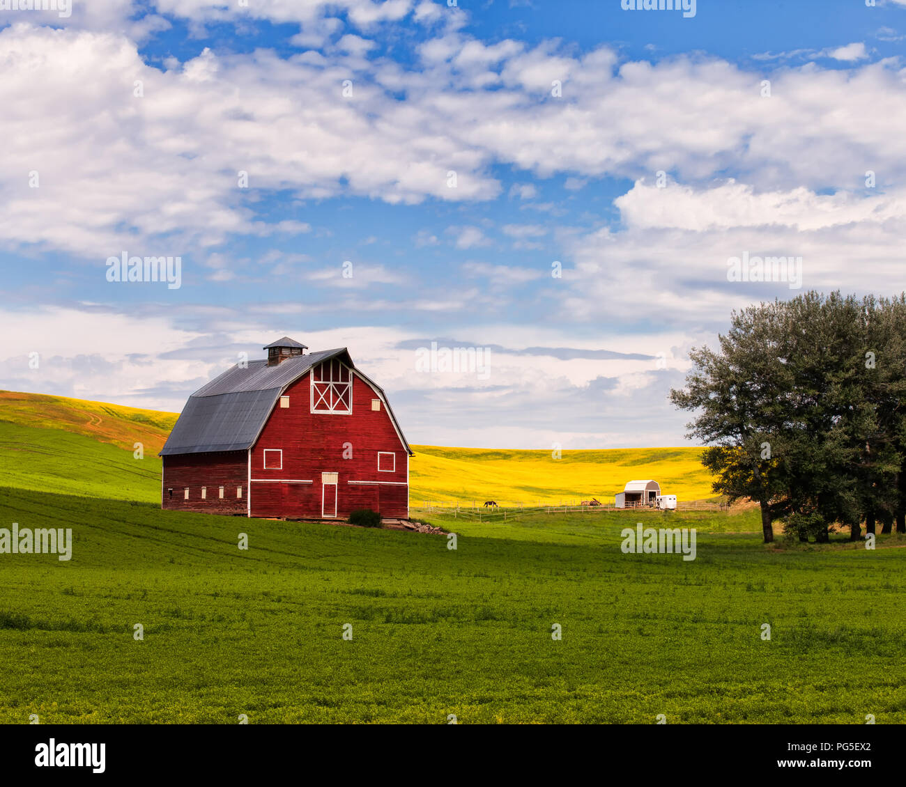 Rote Scheune in der Palouse mit rapsfeld Stockfoto