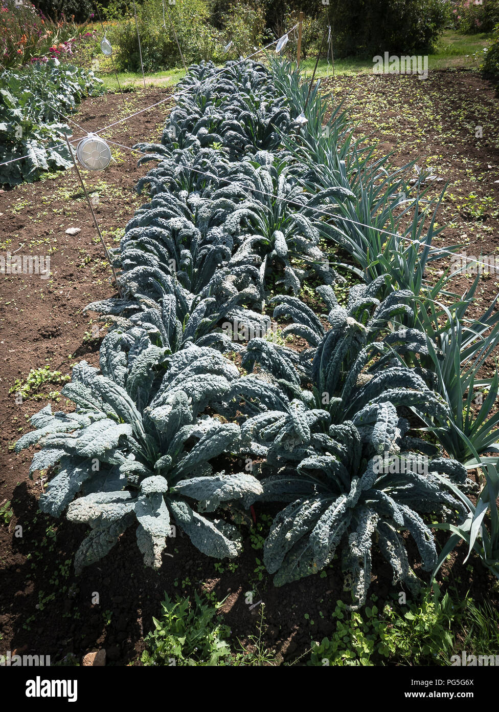 Kale Schwarz Magin wachsen in einem Englischen Garten im August und bereit zum Start der Ernte zu kulinarischen Zwecken. Beachten Sie die gefederte wiederverwendet Metallfolie pie Bas Stockfoto