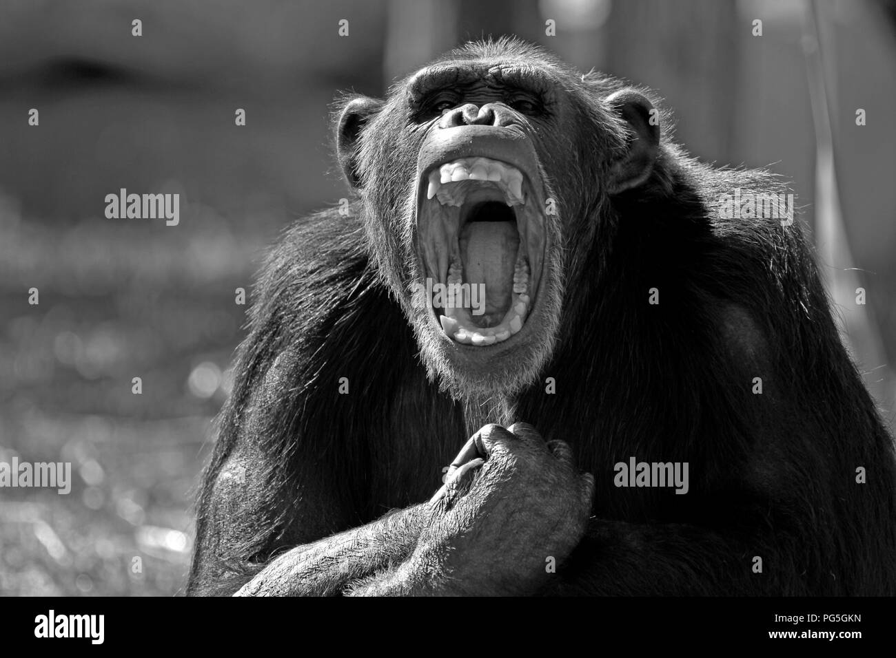 Schwarz-weiß Foto eines gemeinsamen Schimpanse (S. troglodytes) bei Monkey Town Primatenzentrum, Somerset West, Südafrika. Stockfoto