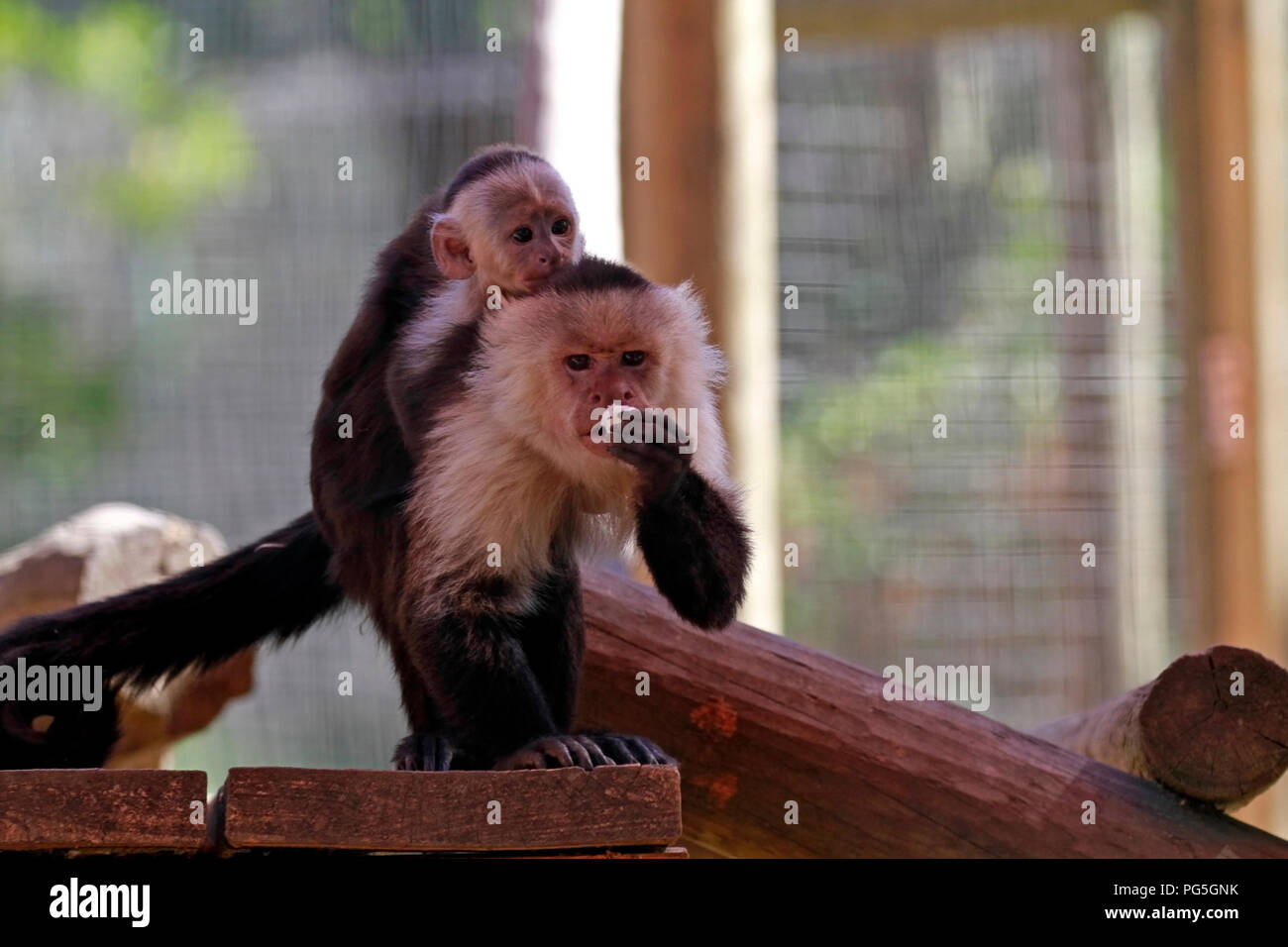 Baby Monkey auf Mutter zurück in Monkey Town Primatenzentrum, Somerset West, Südafrika. Stockfoto