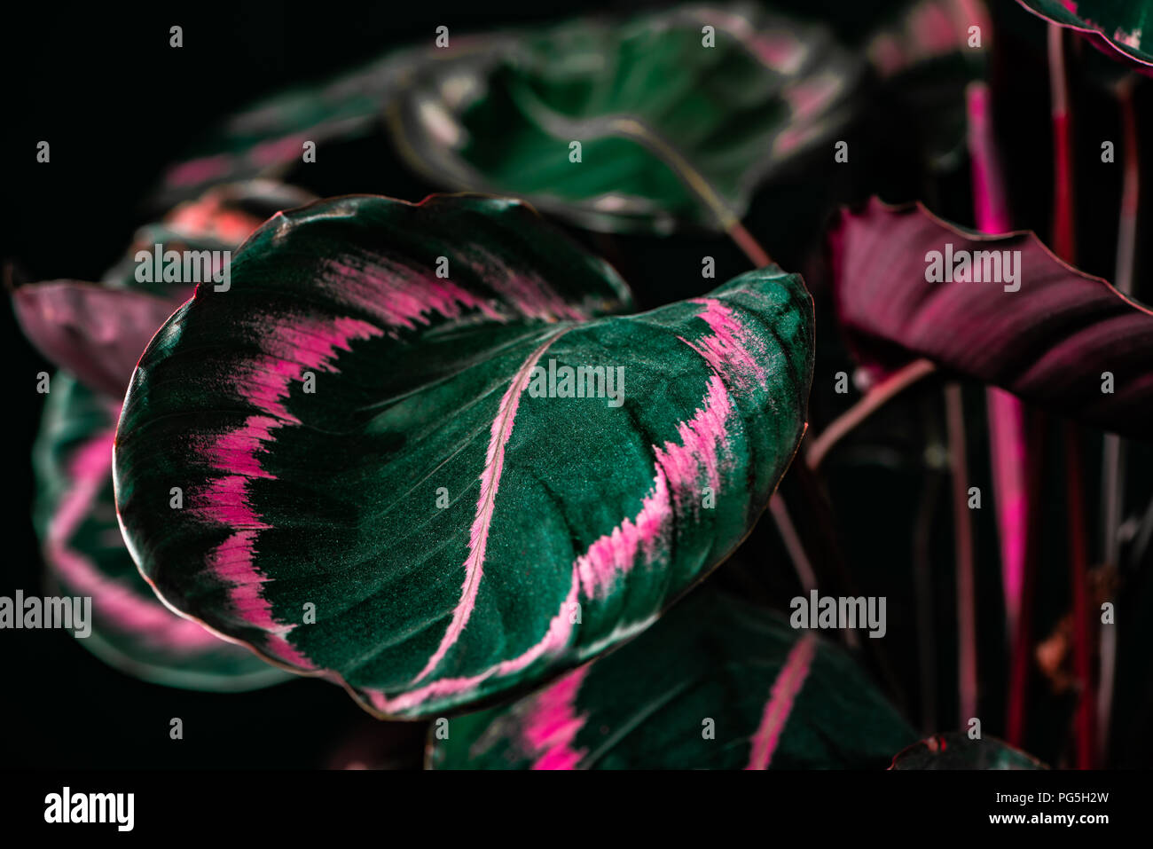 efeutute global green Epipremnum aureum 'Global Green' – Green-on-Green Pothos main image 1