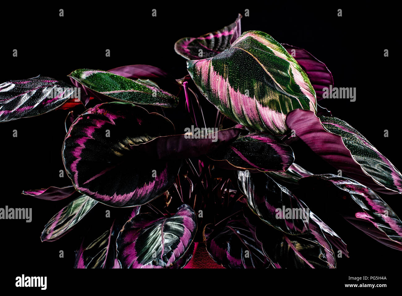 Frische calathea Zimmerpflanze mit rosa Blttern, isoliert auf Schwarz  Stockfotografie - Alamy