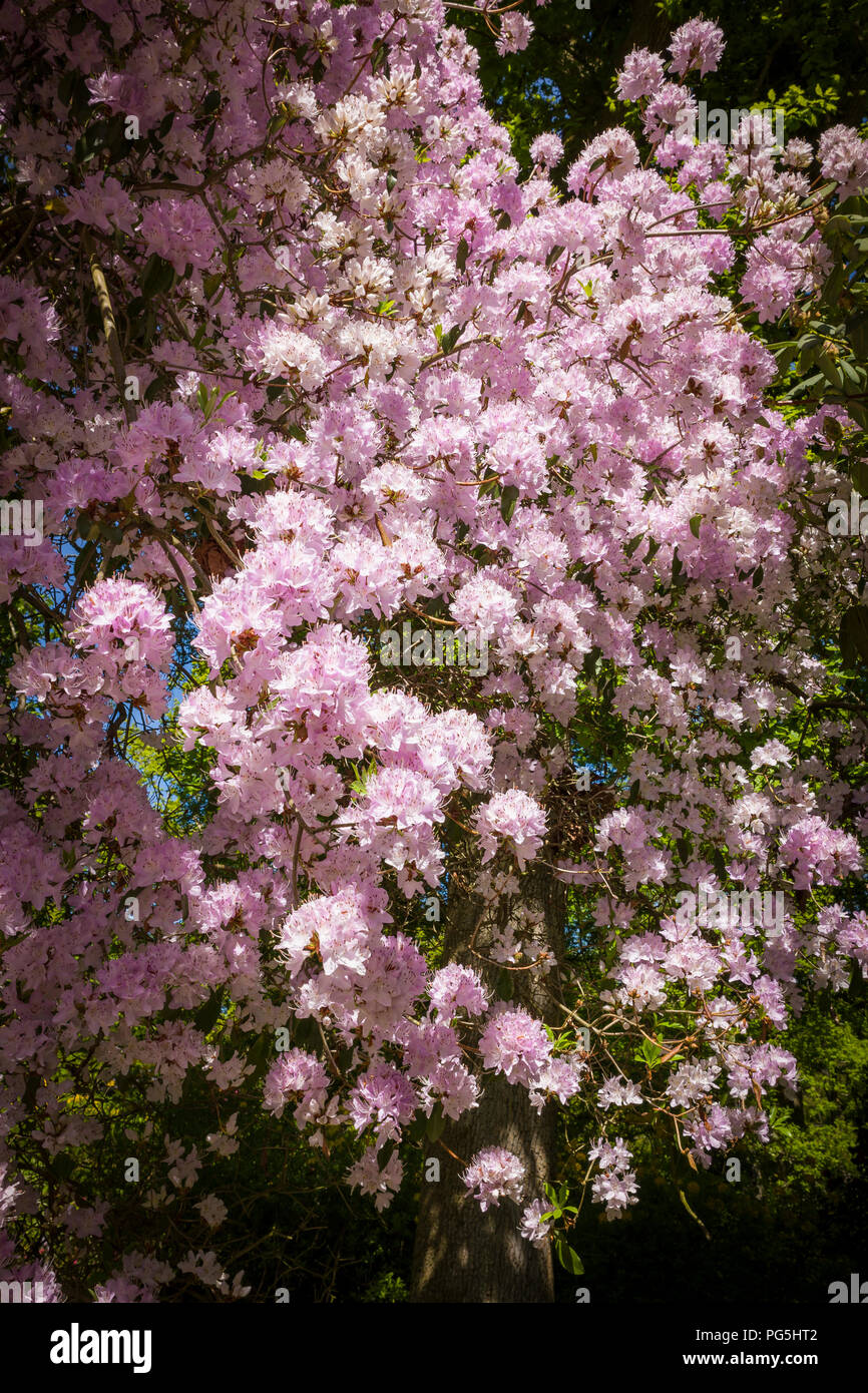 Rhododendron yunnanense Reichblühende im Mai in einem englischen Woodland Garden Stockfoto