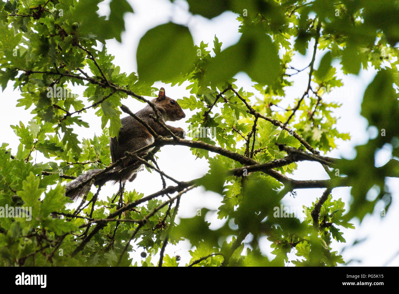 Ein graues Eichhörnchen (Sciurus carolinensis) Futter für eicheln im barnches einer Eiche Stockfoto