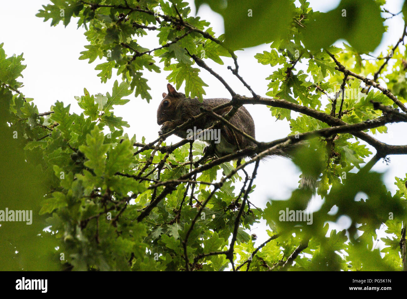Ein graues Eichhörnchen (Sciurus carolinensis) Futter für eicheln im barnches einer Eiche Stockfoto
