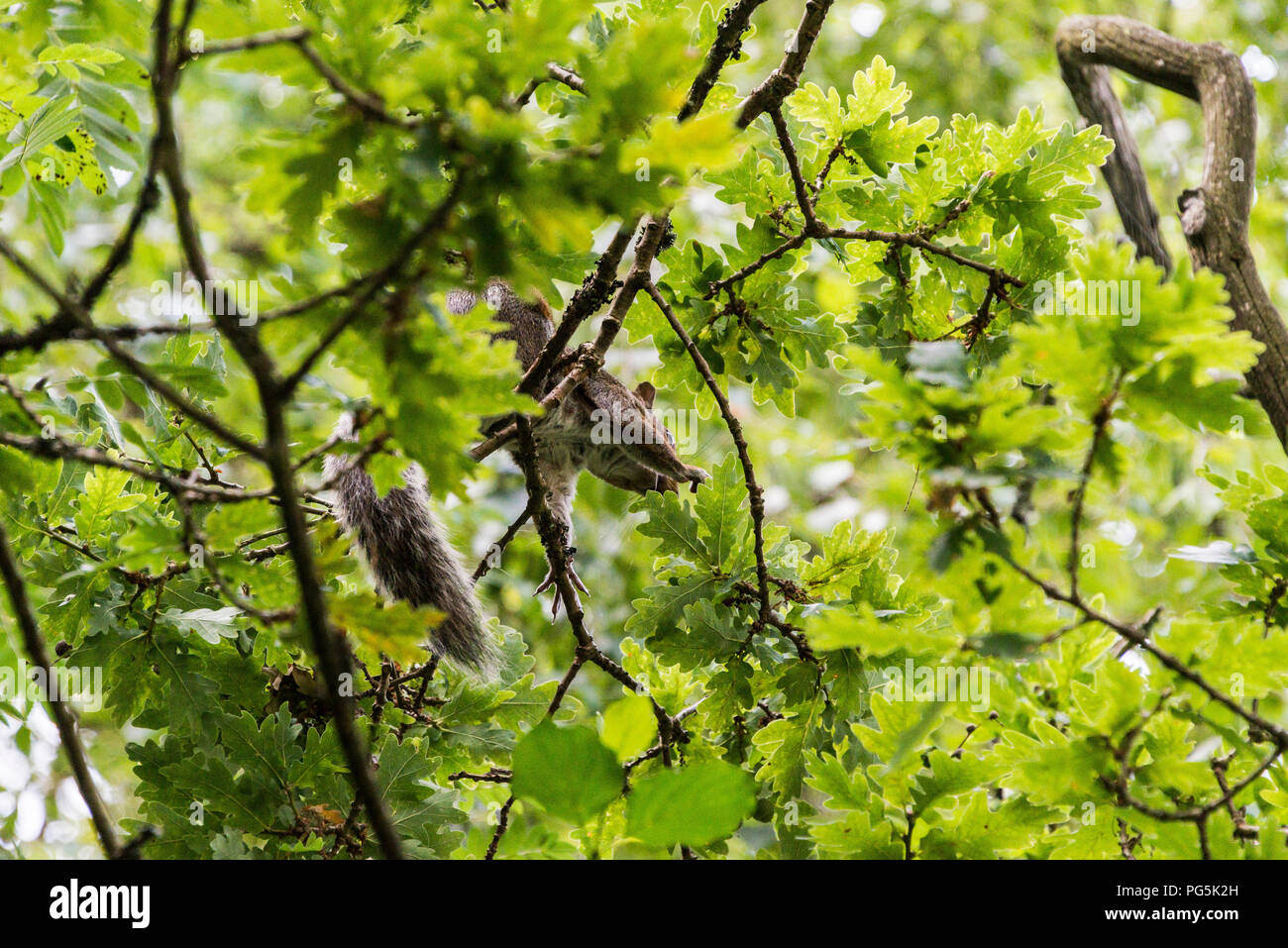 Ein graues Eichhörnchen (Sciurus carolinensis) Futter für eicheln im barnches einer Eiche Stockfoto