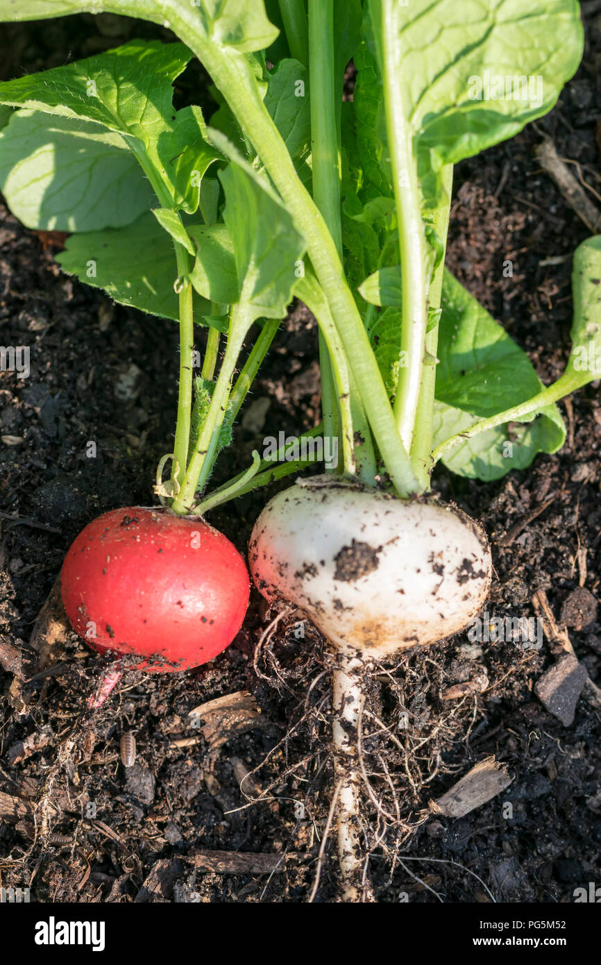 Rote und weiße Rettiche gerade geerntete Stockfoto