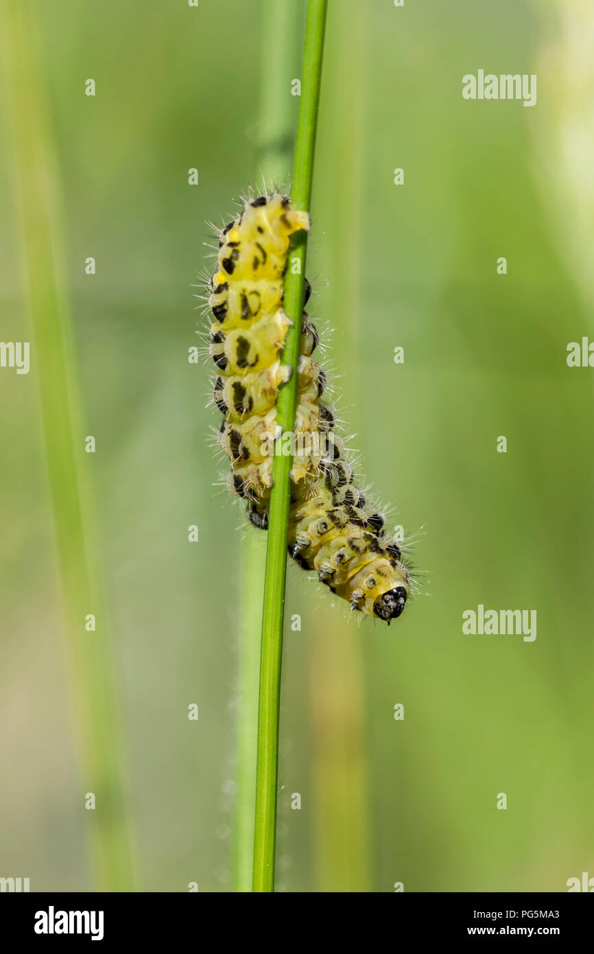 Shargacucullia verbasci Mullein Motte Caterpillar Stockfoto