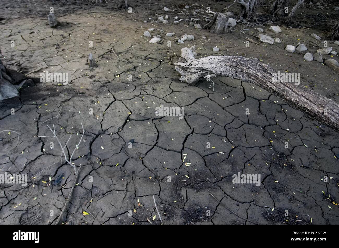 Dürre See mit toten Baum, Jusanji, See und Behälter, Korea Stockfoto