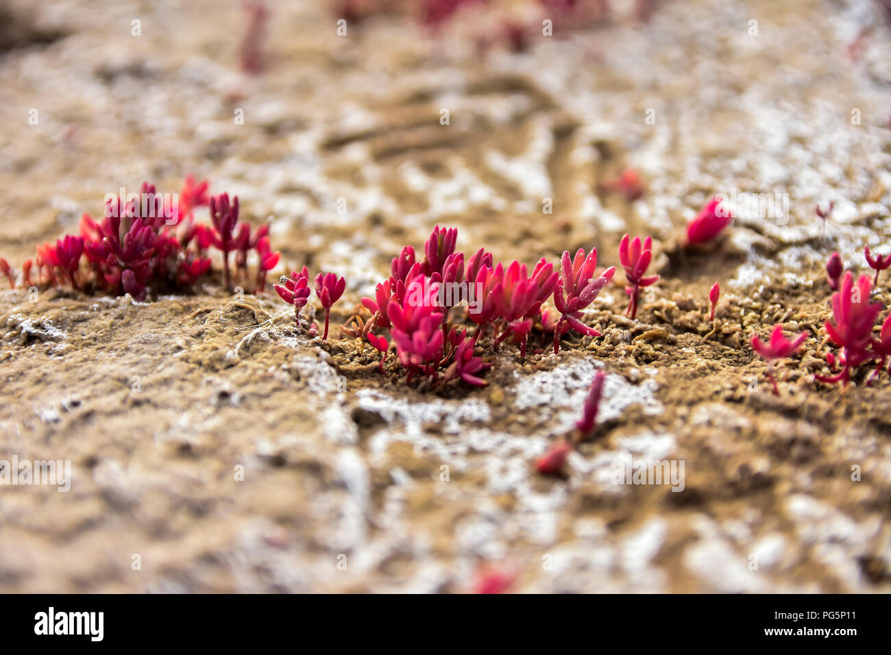 Pflanzen, die in einem trockenen Wuchs und verlassenen Ort mit salzigem und versteinerte Oberfläche, in Miramar, Cordoba, Argentinien Stockfoto